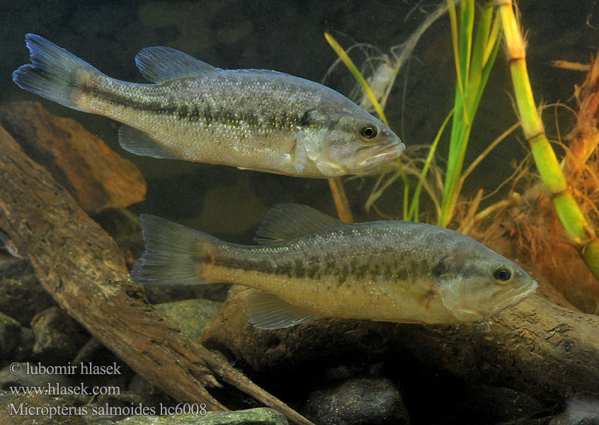 Micropterus salmoides hc6008