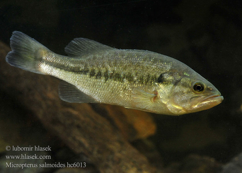 Micropterus salmoides hc6013