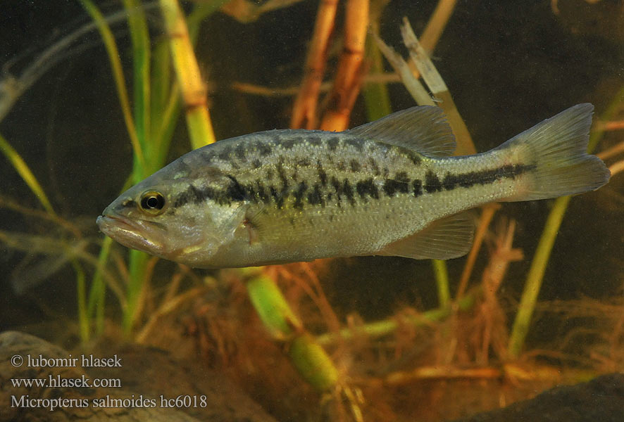 Micropterus salmoides hc6018