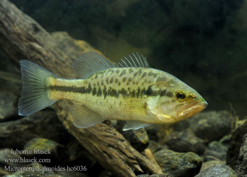 Largemouth Bass Micropterus salmoides