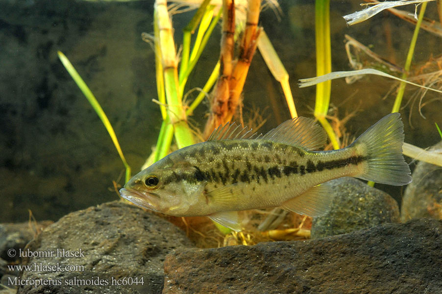 Micropterus salmoides hc6044