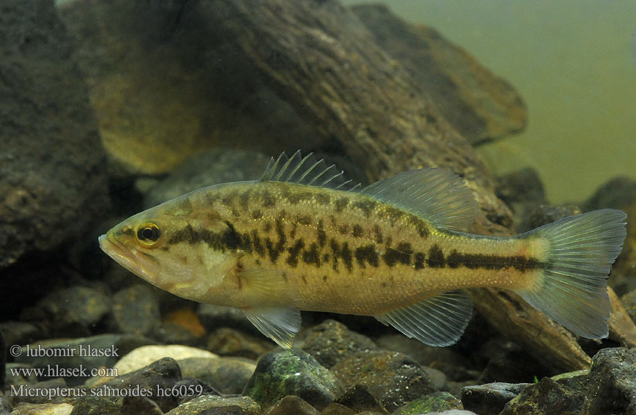 Micropterus salmoides hc6059