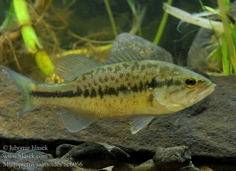 Micropterus salmoides hc6066