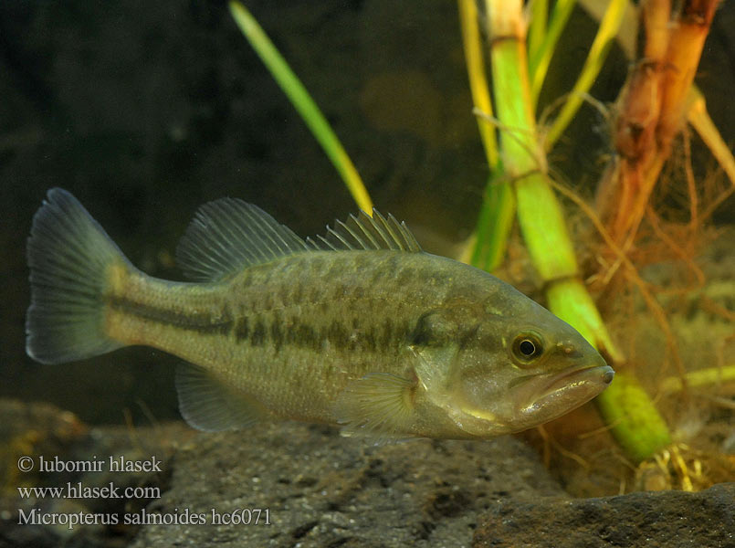 Bibanului american Micropterus salmoides