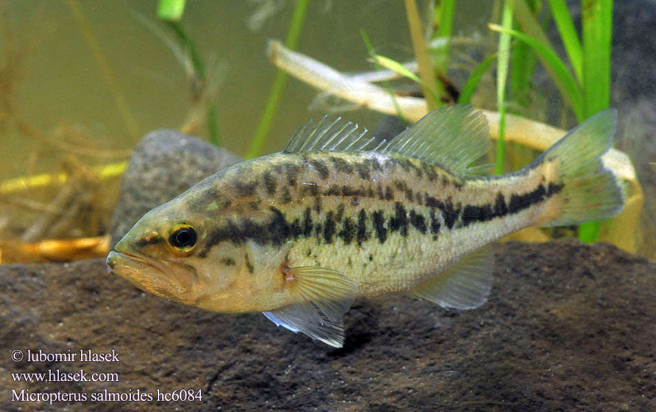 Micropterus salmoides hc6084