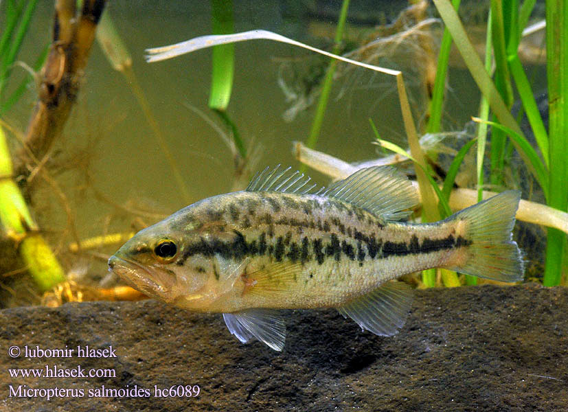 Micropterus salmoides hc6089