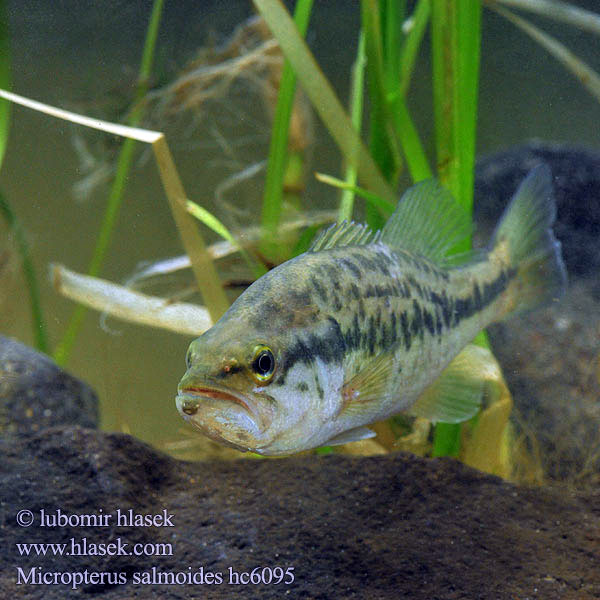 Micropterus salmoides hc6095