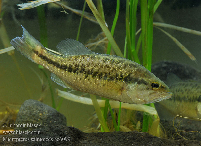 Micropterus salmoides Öringabborre Боль