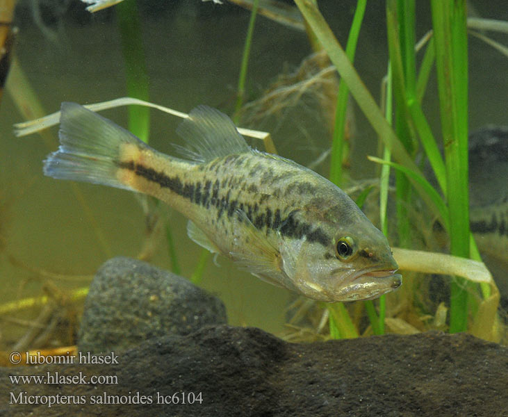 Micropterus salmoides Большеротый окунь