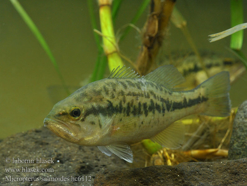 Micropterus salmoides Isobassi Grootbek-baars