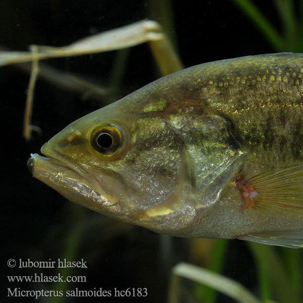 Micropterus salmoides Achigan grande bouche Lobina negra