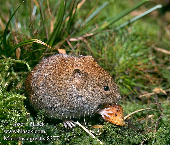 Microtus agrestis Field Vole Campagnol agreste Erdmaus