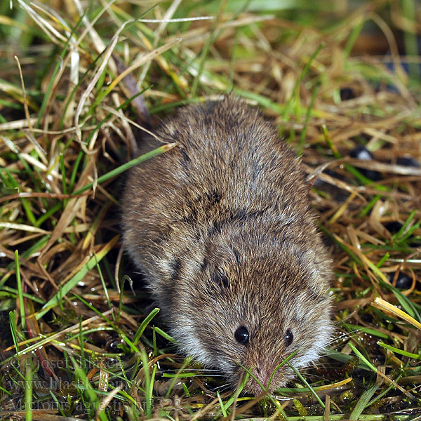 Topillo agreste Hraboš mokřadní Hraboš močiarný Aardmuis