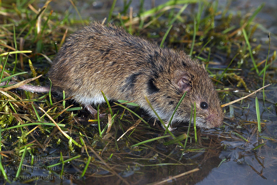 Microtus agrestis Hraboš mokřadní