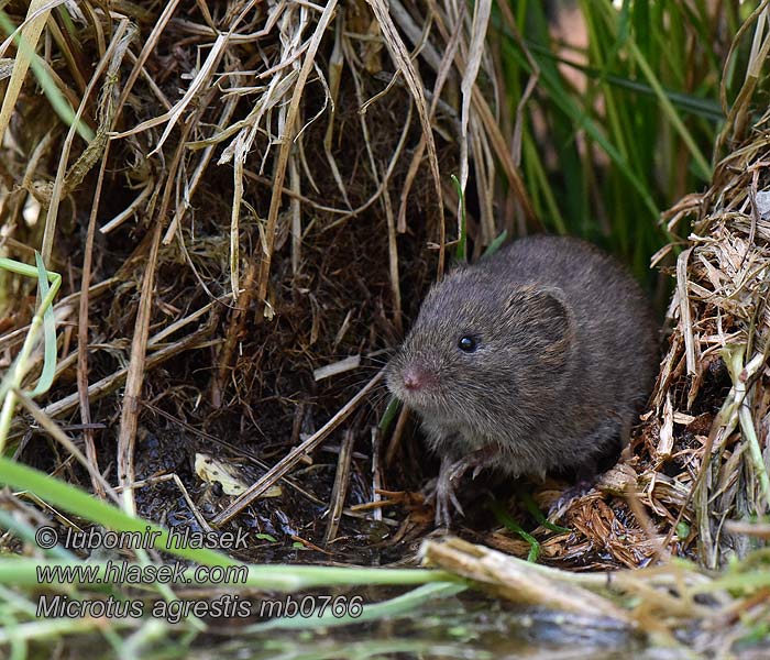 Field Vole Microtus agrestis