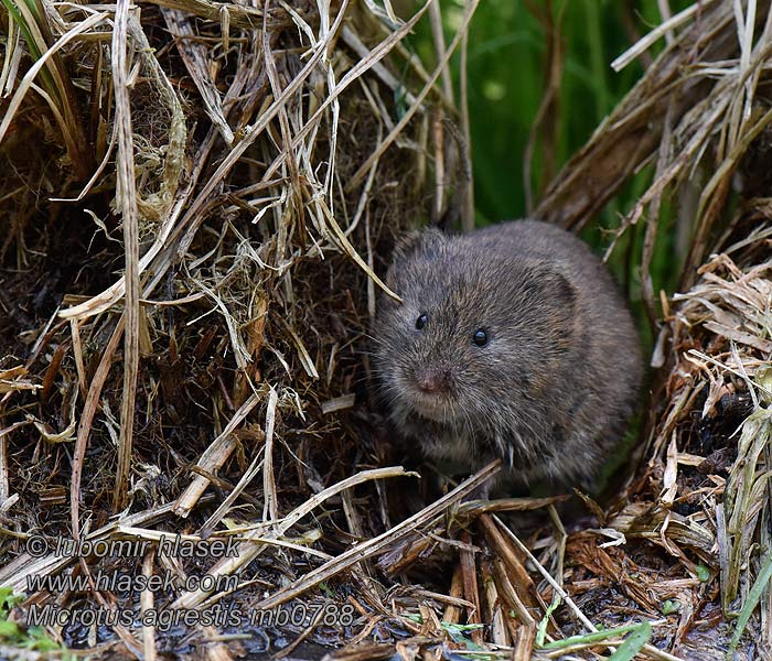 Erdmaus Microtus agrestis