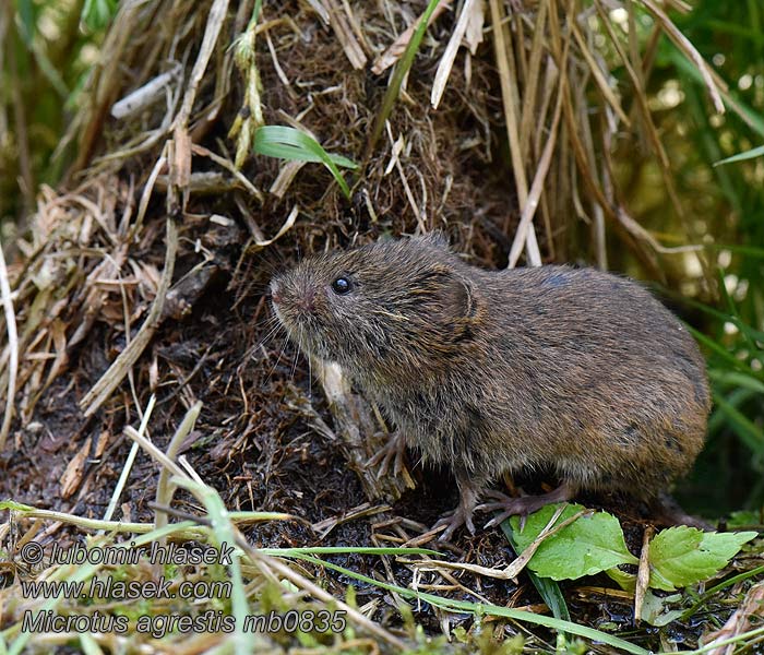 Topillo agreste Microtus agrestis