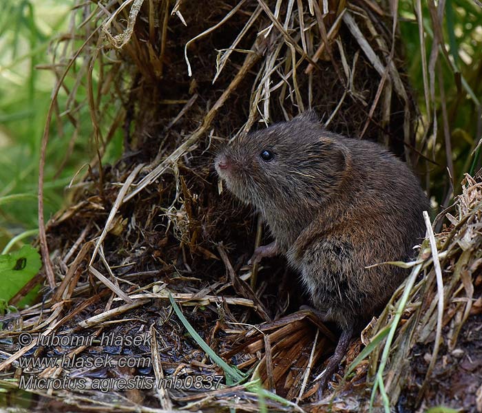 Hraboš mokřadní Microtus agrestis