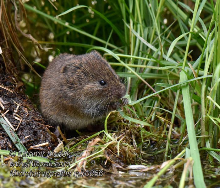 Hraboš močiarný Microtus agrestis