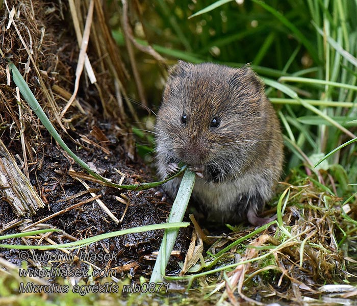 Aardmuis Microtus agrestis