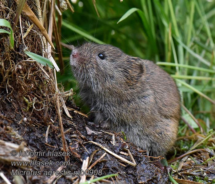 Markmus Microtus agrestis