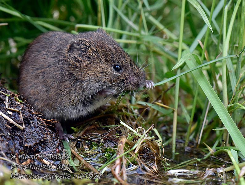 Rato campo rabo curto Microtus agrestis