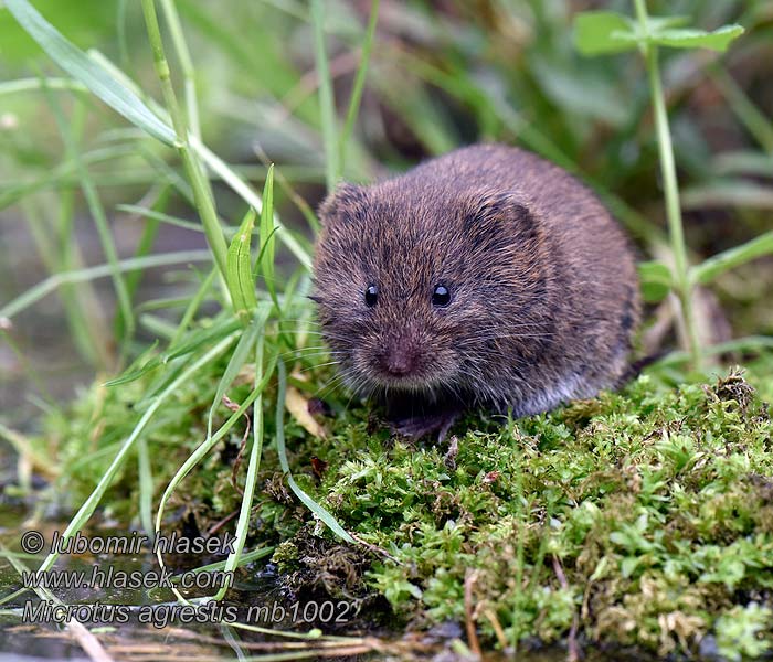 Niidu-uruhiir Muenn maezioù Microtus agrestis