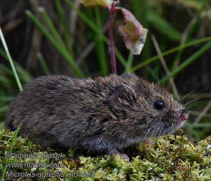 Csalitjáró pocok Microtus agrestis