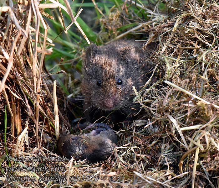 Nornik bury Microtus agrestis