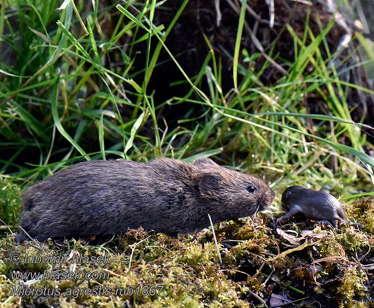 Peltomyyrä Microtus agrestis