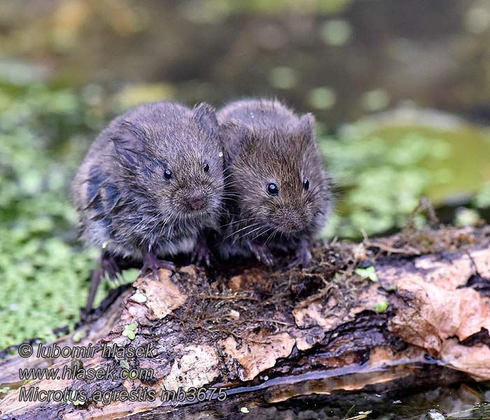 Åkersork Microtus agrestis