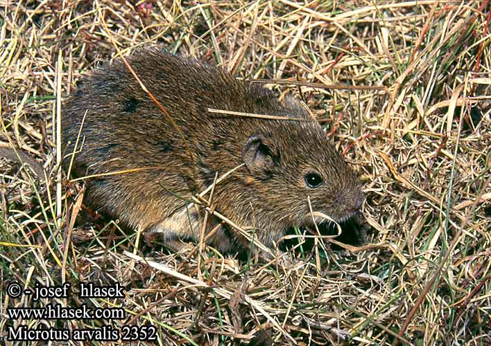 Microtus arvalis Common Vole Campagnol champs Gemeine Feldmaus Topillo campo Talpó camperol Hraboš polní Hraboš poĺný Veldmuis Sydmarkmus Kenttämyyrä Mezei pocok Põld-uruhiir Paprastasis pelėnas Sørmarkmus Nornik zwyczajny Обыкновенная полёвка Bayağı tarla sıçanı Fältsork Oбикновената полевка Poljska voluharica Arvicola campestre Topillo campesino Şoarece câmp berc Poljska miš Полівка звичайна