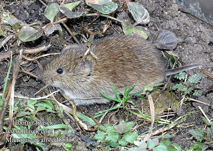 Gemeine Feldmaus Topillo campo Talpó camperol Hraboš polní Hraboš poĺný Veldmuis Sydmarkmus Kenttämyyrä Mezei pocok Põld-uruhiir Paprastasis pelėnas Sørmarkmus Nornik zwyczajny Обыкновенная полёвка Bayağı tarla sıçanı Fältsork Oбикновената полевка Poljska voluharica Arvicola campestre Topillo campesino Şoarece câmp berc Poljska miš Полівка звичайна Microtus arvalis Common Vole Campagnol champs