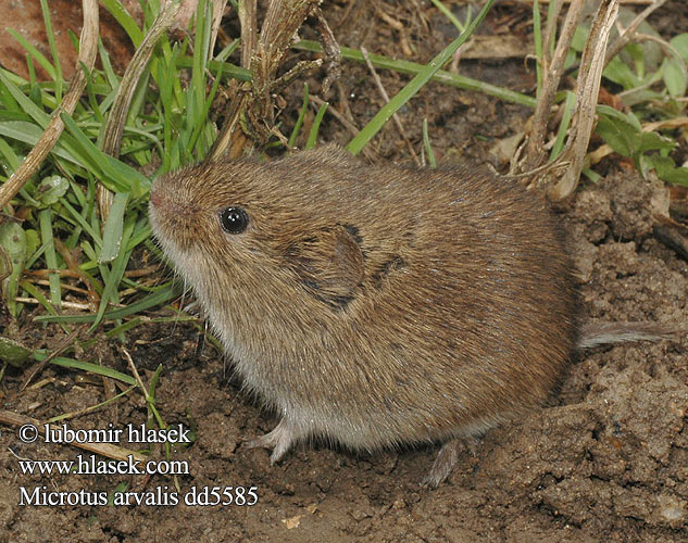 Microtus arvalis dd5585