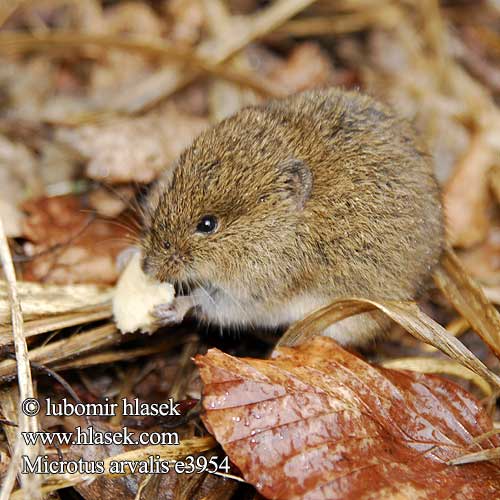 Arvicola campestre Topillo campesino Şoarece câmp berc Poljska miš Полівка звичайна Microtus arvalis Common Vole Campagnol champs Gemeine Feldmaus Topillo campo Talpó camperol Hraboš polní Hraboš poĺný Veldmuis Sydmarkmus Kenttämyyrä Mezei pocok Põld-uruhiir Paprastasis pelėnas Sørmarkmus Nornik zwyczajny Обыкновенная полёвка Bayağı tarla sıçanı Fältsork Oбикновената полевка Poljska voluharica