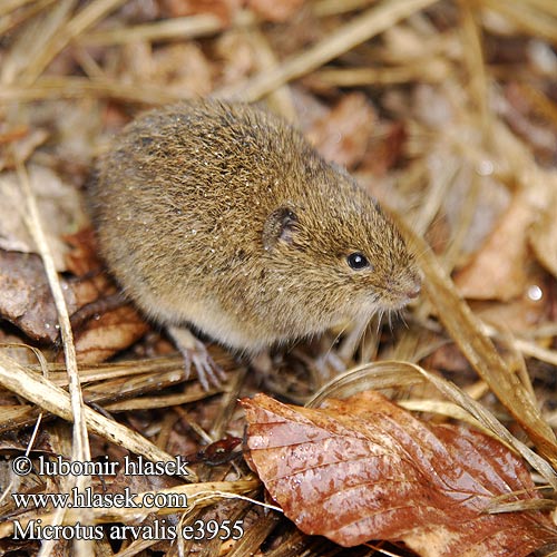 Poljska miš Полівка звичайна Microtus arvalis Common Vole Campagnol champs Gemeine Feldmaus Topillo campo Talpó camperol Hraboš polní Hraboš poĺný Veldmuis Sydmarkmus Kenttämyyrä Mezei pocok Põld-uruhiir Paprastasis pelėnas Sørmarkmus Nornik zwyczajny Обыкновенная полёвка Bayağı tarla sıçanı Fältsork Oбикновената полевка Poljska voluharica Arvicola campestre Topillo campesino Şoarece câmp berc