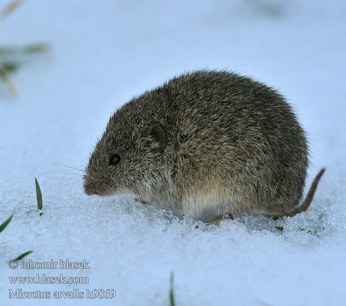 Common Vole Campagnol champs Gemeine Feldmaus Topillo campo Talpó camperol Hraboš polní Hraboš poĺný Veldmuis Sydmarkmus Kenttämyyrä Mezei pocok Põld-uruhiir Paprastasis pelėnas Sørmarkmus Nornik zwyczajny Обыкновенная полёвка Bayağı tarla sıçanı Fältsork Oбикновената полевка Poljska voluharica Arvicola campestre Topillo campesino Şoarece câmp berc Poljska miš Полівка звичайна Microtus arvalis