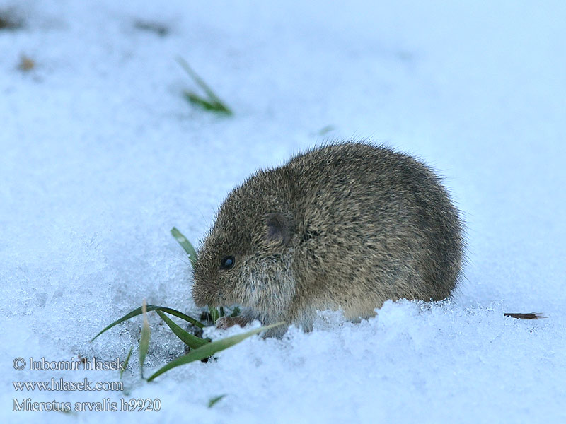 Gemeine Feldmaus Topillo campo Talpó camperol Hraboš polní Hraboš poĺný Veldmuis Sydmarkmus Kenttämyyrä Mezei pocok Põld-uruhiir Paprastasis pelėnas Sørmarkmus Nornik zwyczajny Обыкновенная полёвка Bayağı tarla sıçanı Fältsork Oбикновената полевка Poljska voluharica Arvicola campestre Topillo campesino Şoarece câmp berc Poljska miš Полівка звичайна Microtus arvalis Common Vole Campagnol champs