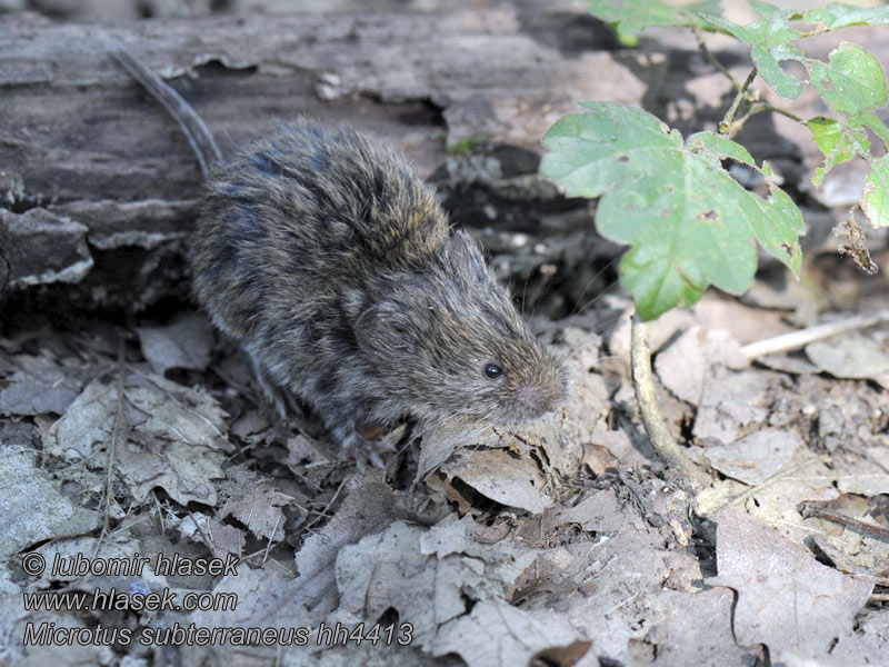 Microtus subterraneus European pine vole Hrabošík podzemní