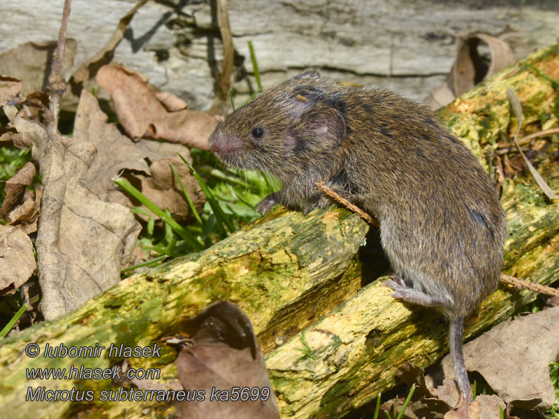 Microtus subterraneus Kurzohrmaus Подземная полёвка