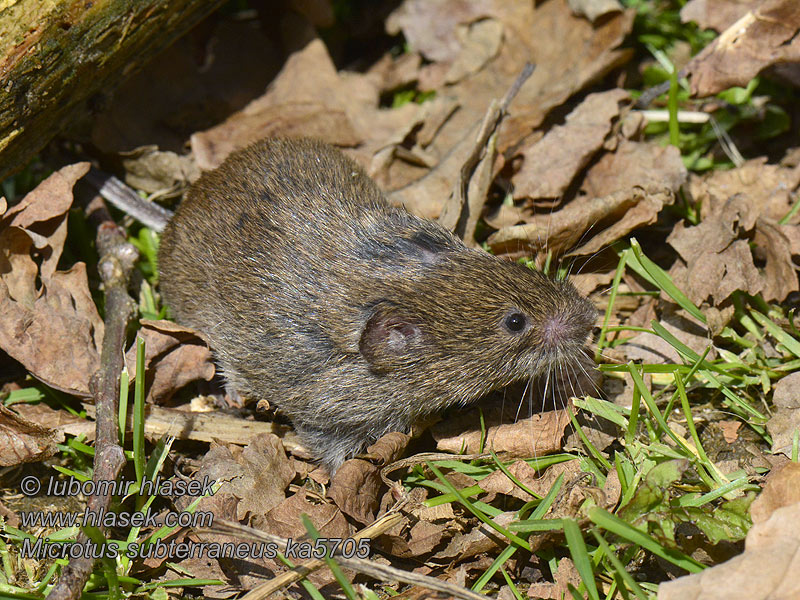 Microtus subterraneus Darniówka pospolita Campagnol souterrain