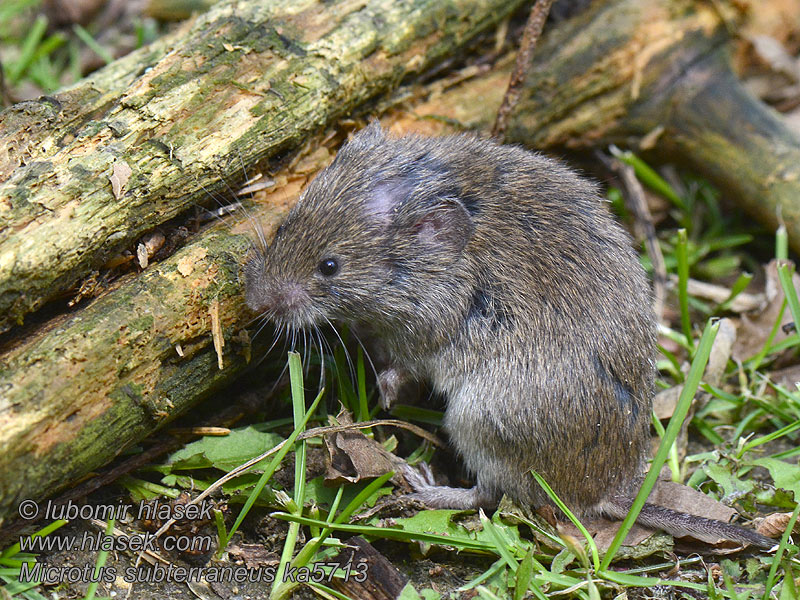 Microtus subterraneus Ondergrondse woelmuis Közönséges földipocok