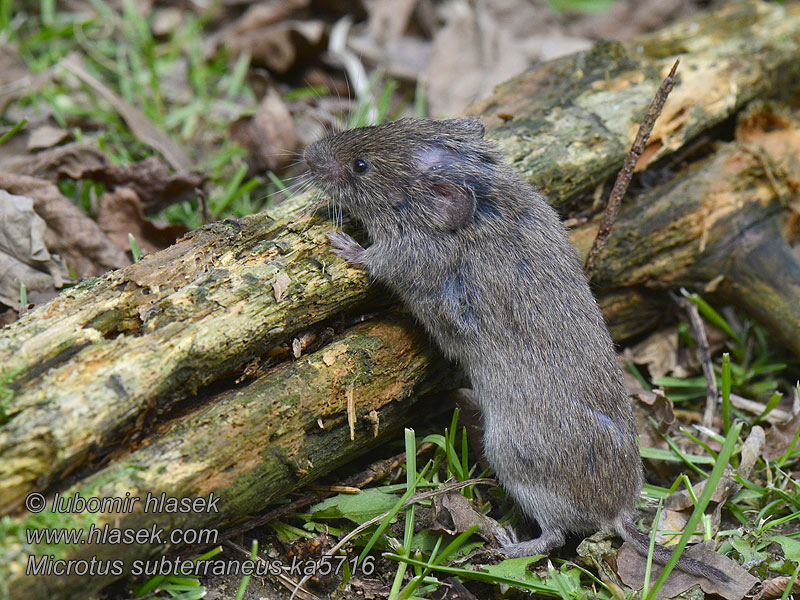 Microtus subterraneus Kortörad gransork Pikkutunnelimyyrä