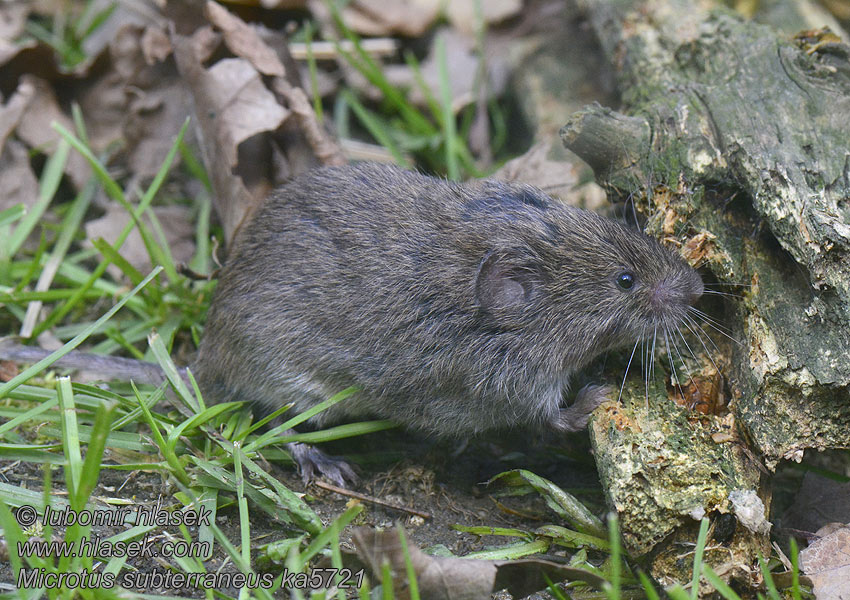 Microtus subterraneus Arvicola sotterranea Hraboš podzemný