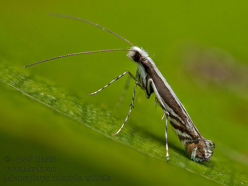 Micrurapteryx kollariella Psotka Kollarova Bremsteltmot