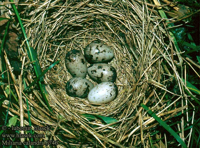 Veliki strnad Sordély Potrzeszcz Велика стрнадица Голема стрнарка Emberiza calandra Miliaria Corn Bunting Grauammer Triguero Strnad luční Kornværling Bomlærke Grauwe gors Harmaasirkku Stillozzo Kornspurv Kornsparv 黍鹀 Просянка ハタホオジロ درسة الذرة Τσιφτάς Trigueirão Tarla Çintesi גבתון עפרוני Сива овесарка Strnádka lúčna