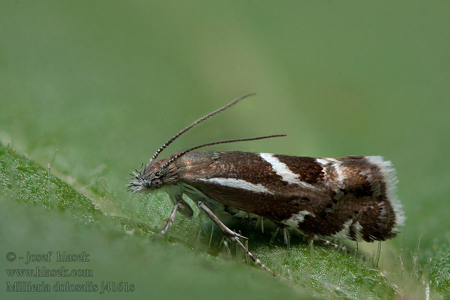 Millieria dolosalis Choreutis Stříbroskvrnka podražcová