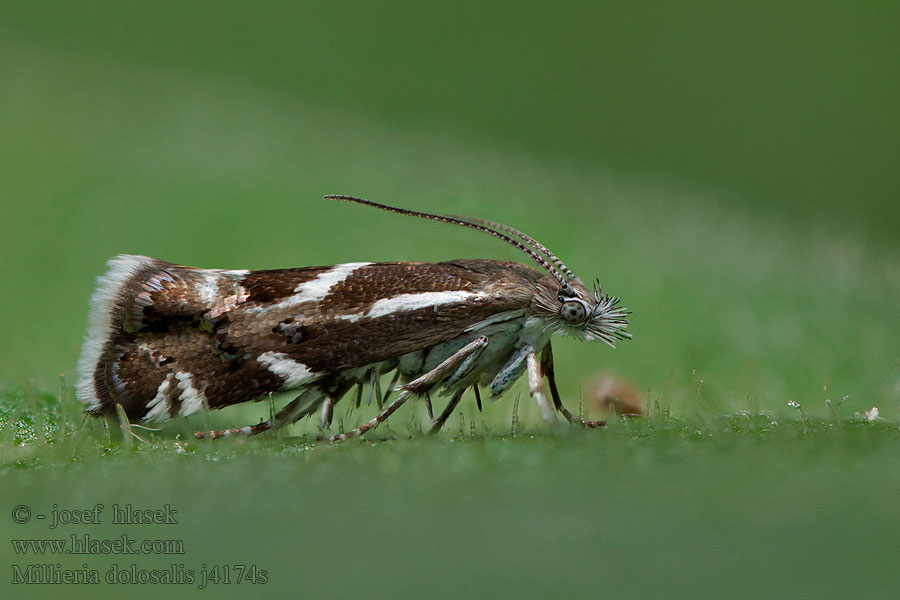 Millieria dolosalis Choreutis Listomôľka vlkovcová