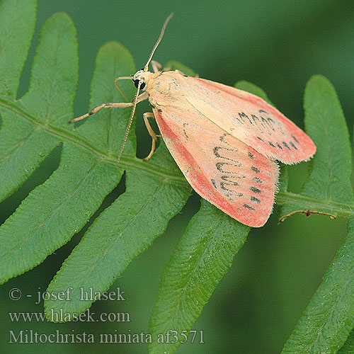 Miltochrista miniata Rosenvinge Rosy Footman Rosenbjørn Ruususiipi