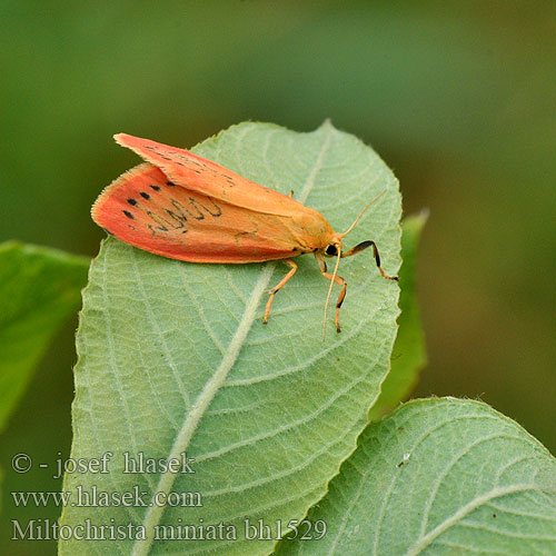 Rosy Footman Rosenbjørn Ruususiipi Rozenblaadje Rosen-Flechtenbärchen